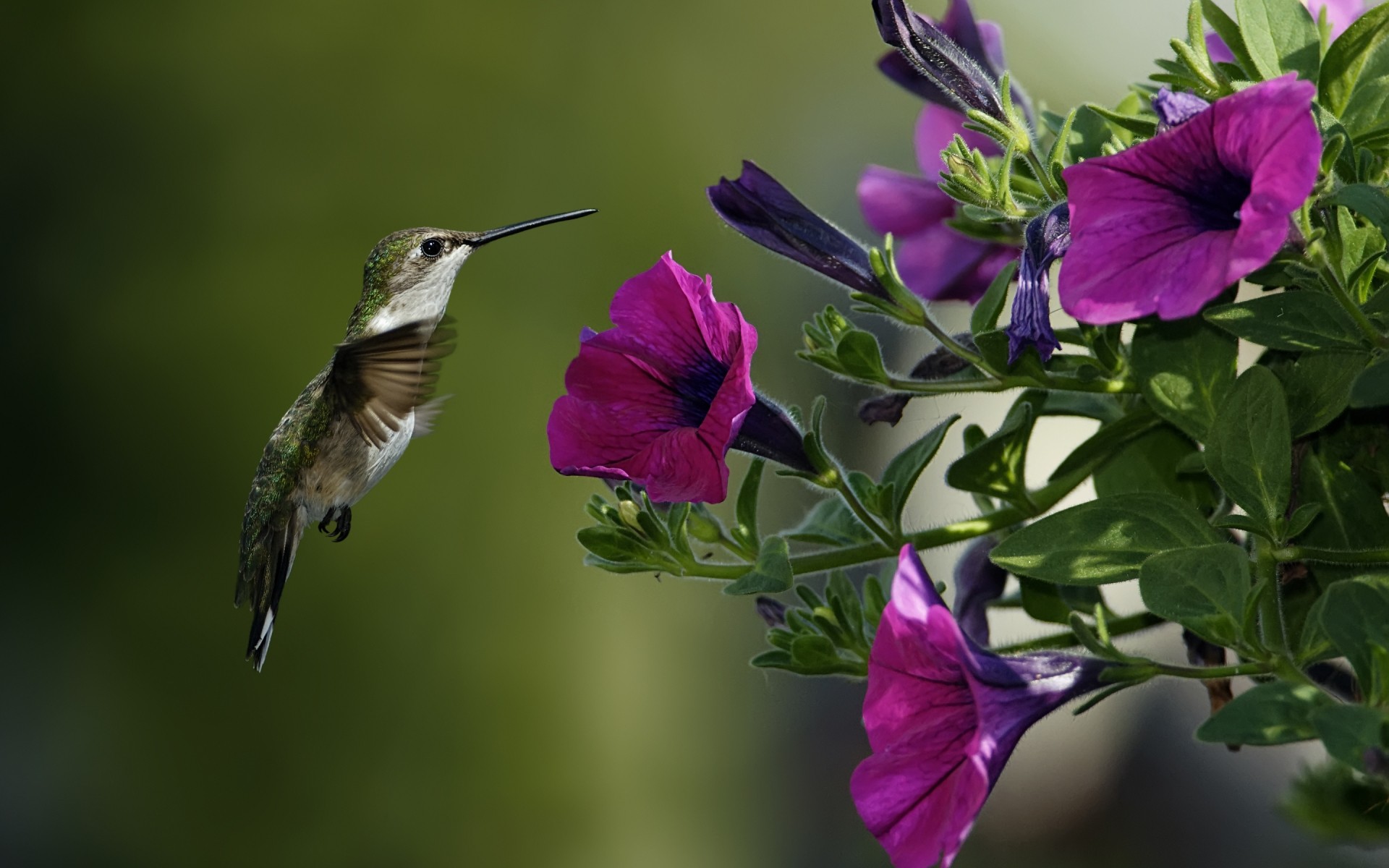 ptaki kwiat natura flora liść ogród lato na zewnątrz kolor zbliżenie tło fioletowe kwiaty