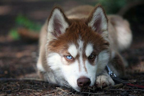 Husky mit bunten Augen braun