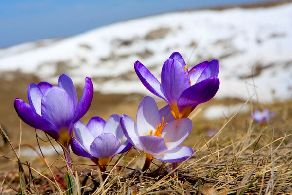 Schneeglöckchen blühen zuerst im Frühling