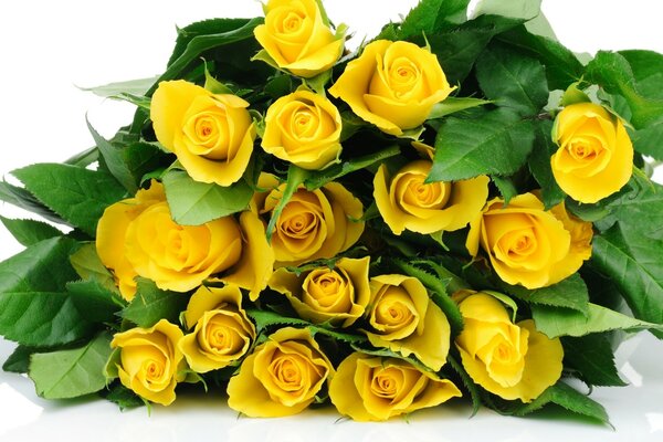 Yellow roses and green leaves