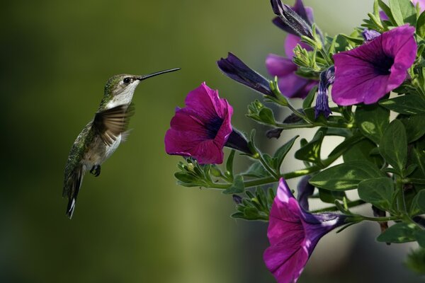 Der kleinste Vogel in der Nähe einer Blume