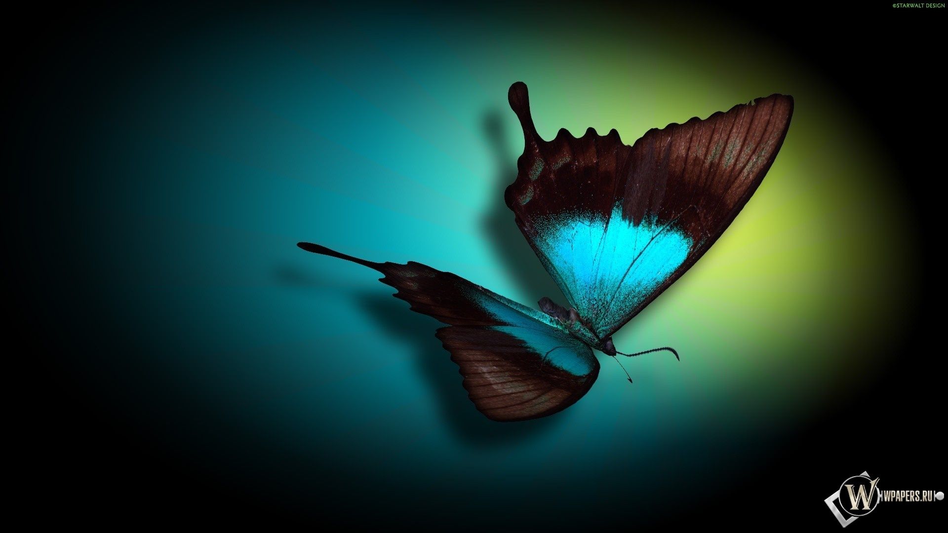 животные бабочка насекомое природа дикой природы летать беспозвоночных на открытом воздухе