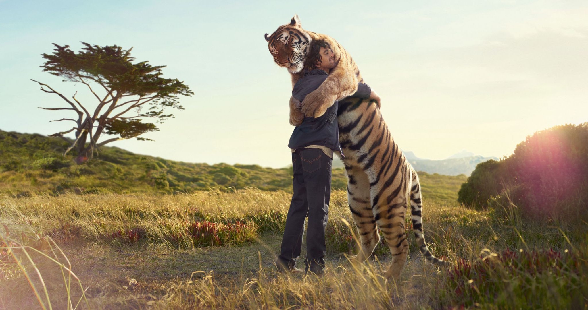 tiger säugetier natur im freien gras tierwelt eine safari landschaft himmel reisen weiden