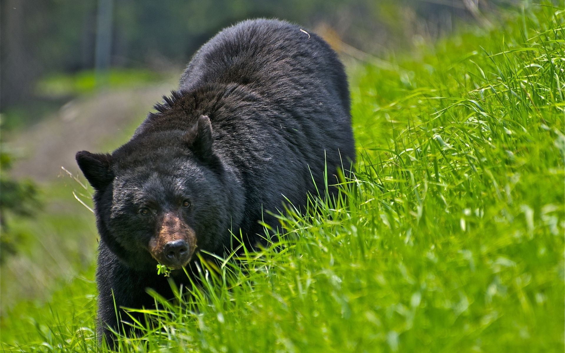 niedźwiedzie trawa ssak natura dzika przyroda na zewnątrz futro