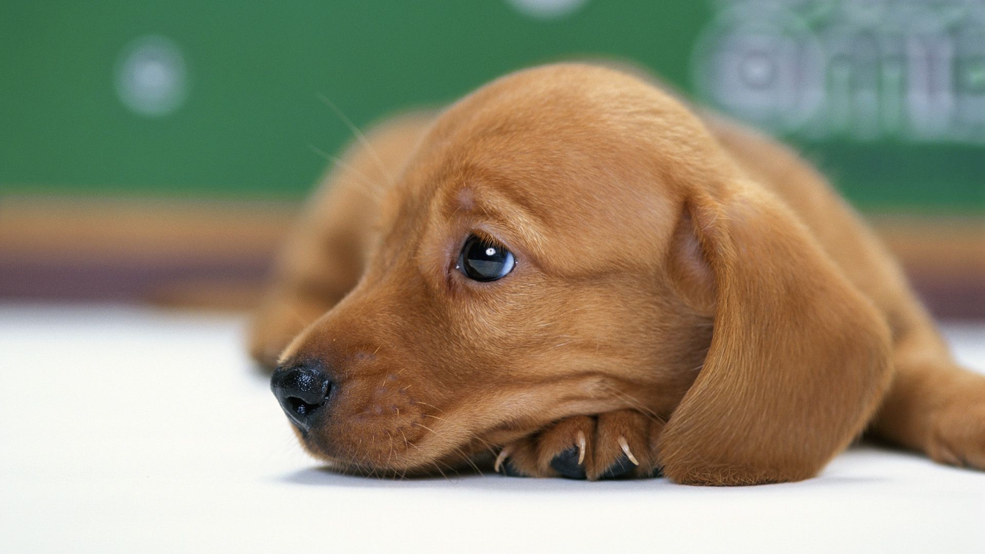 chien chien animal de compagnie mignon cynologue mammifère chiot petit portrait aperçu animal s asseoir à l intérieur teckel miniature retriever race