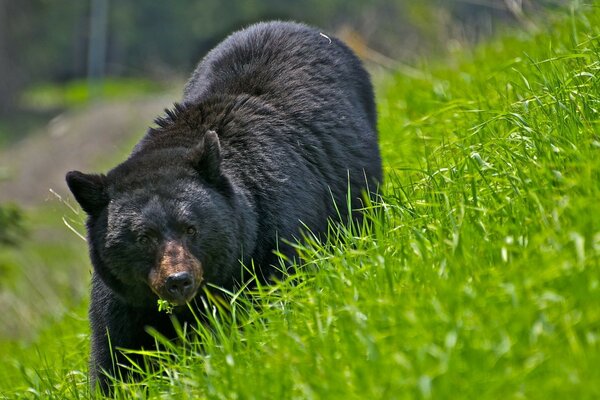 Orso nero che cammina sull erba