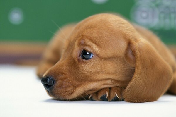 Chien se trouve sur fond vert