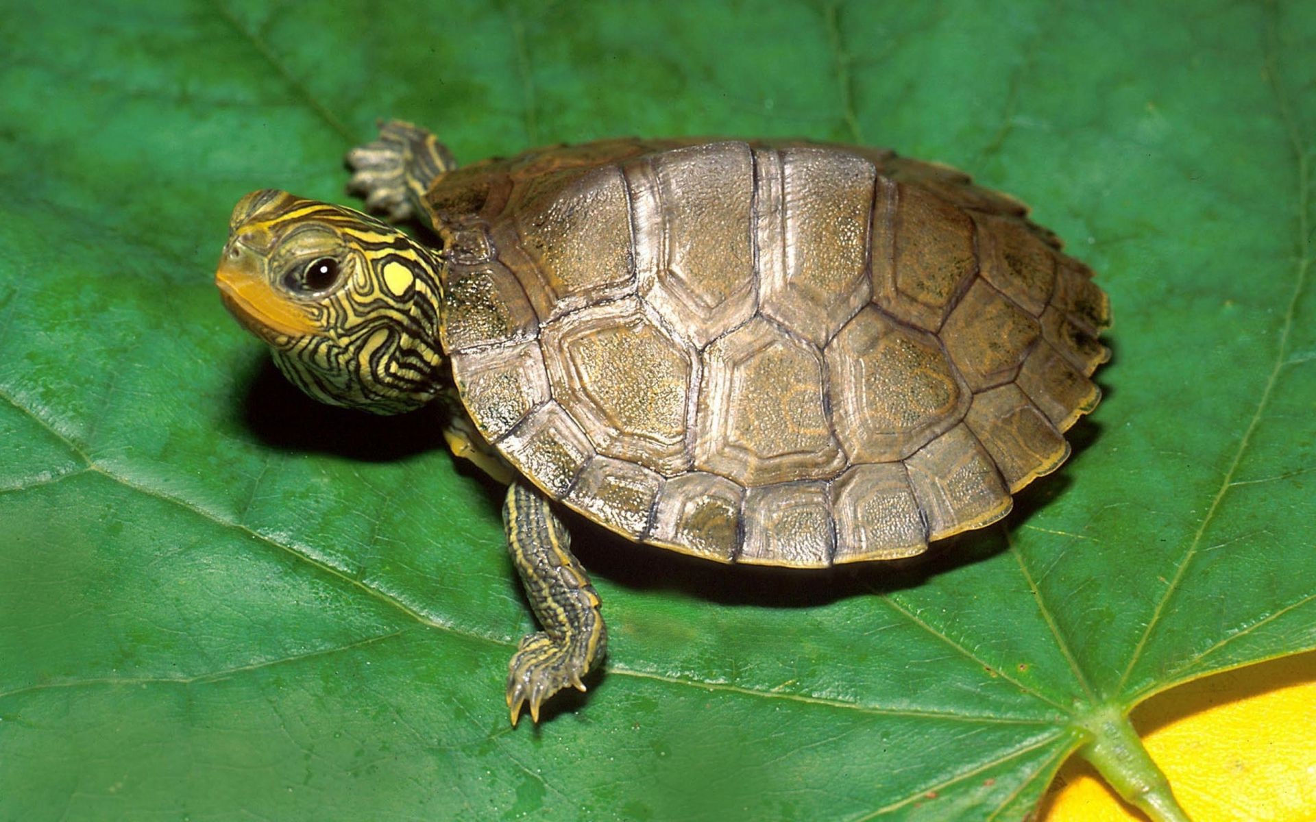 animaux tortue tortue gazebo coquille lent nature faune tracteur bouclier armure animal de compagnie animal amphibien unique protection patience environnement modèle