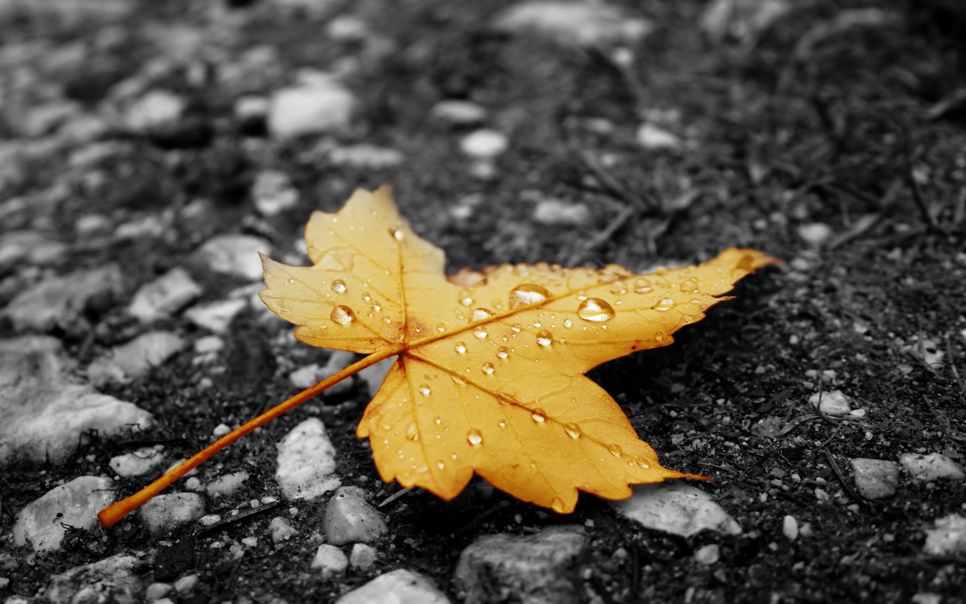 liście liść natura jesień na zewnątrz mokry ziemia deszcz flora