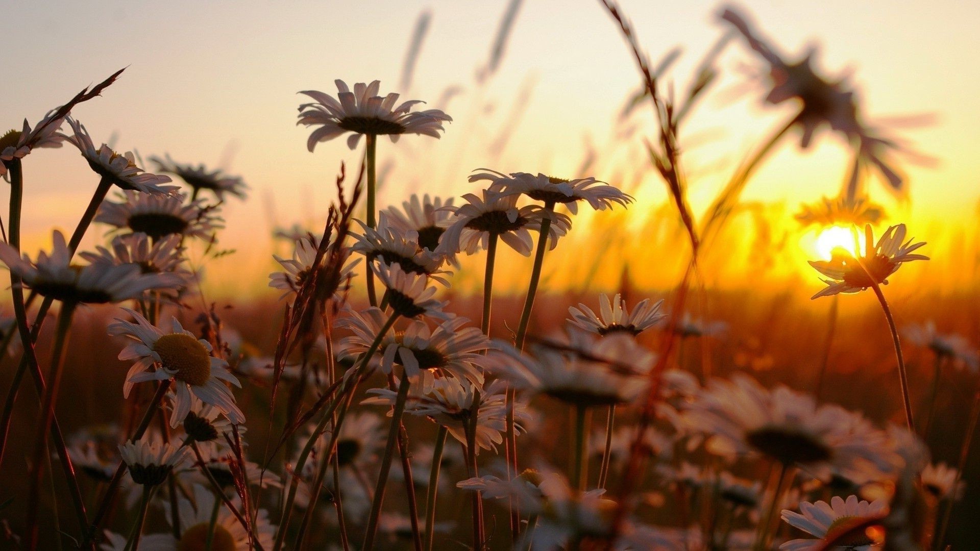 chamomile nature sun summer fair weather flower fall leaf outdoors flora grass