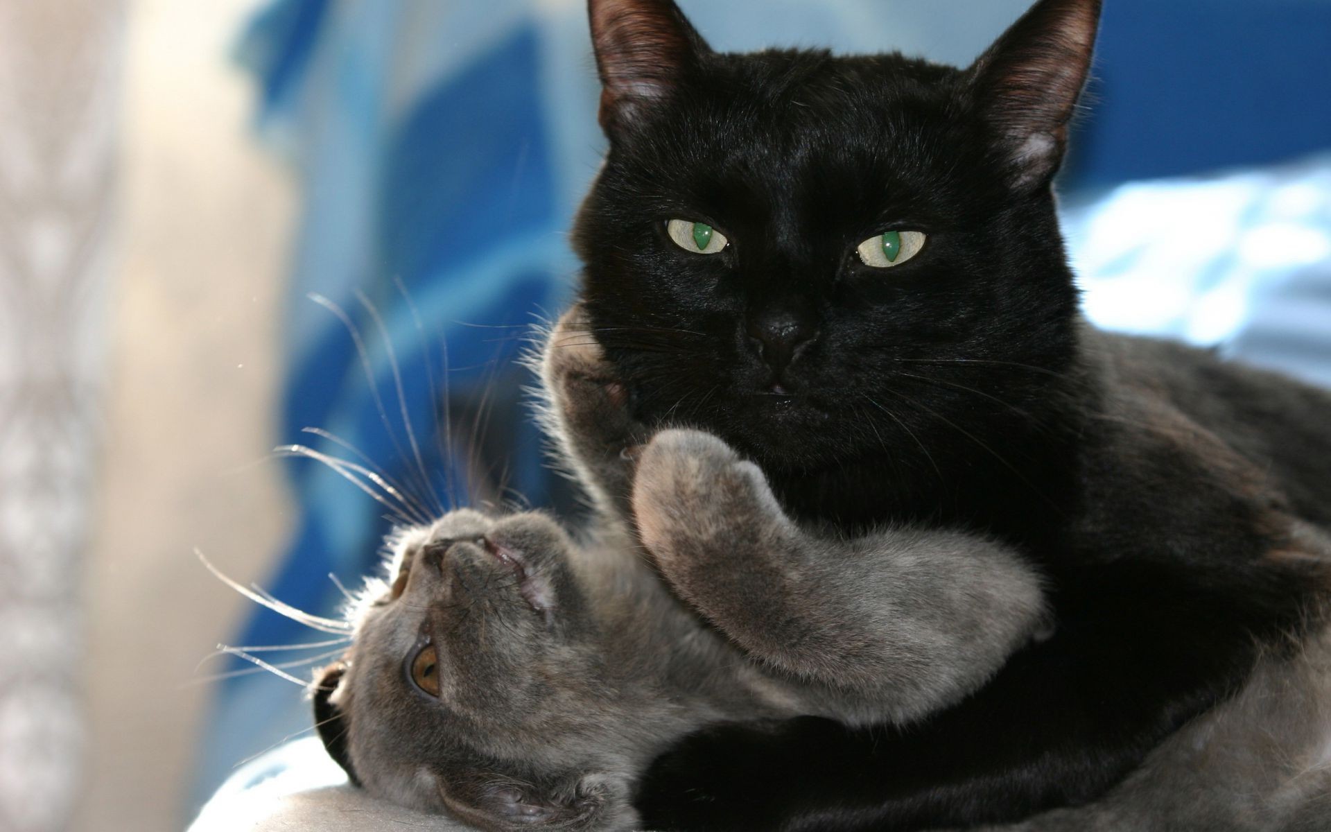 gatos gato retrato animal de estimação fofa animal mamífero olho pele gatinho doméstico ver bigode solteiro cabelo para baixo jovem