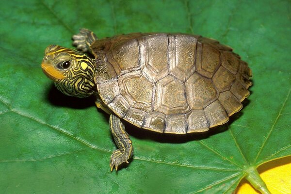 Koasnoohaya turtle cutie on a leaf