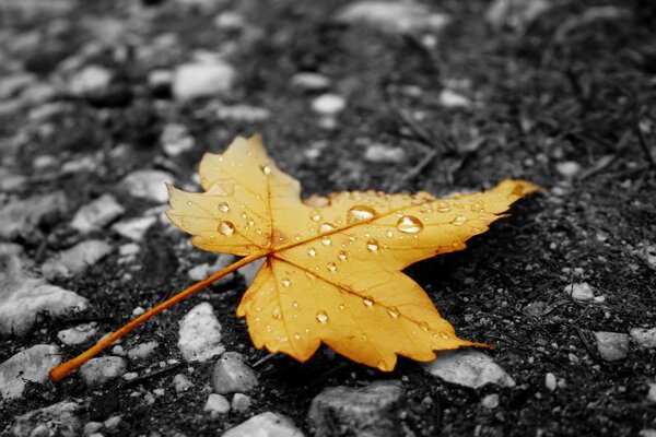 Autumn leaf drops yellow