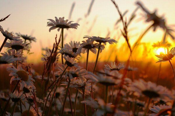 Chamomile field in the sunset