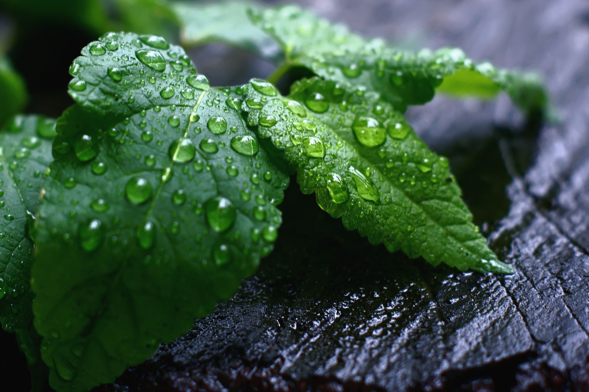 folhas folha flora chuva queda natureza orvalho crescimento molhado jardim ambiente frescura água close-up gotas