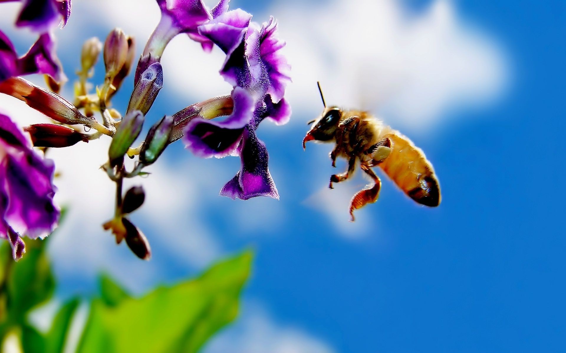 animals bee nature insect flower honey pollen outdoors pollination summer flora wasp honeybee bumblebee leaf blur garden wild nectar fair weather