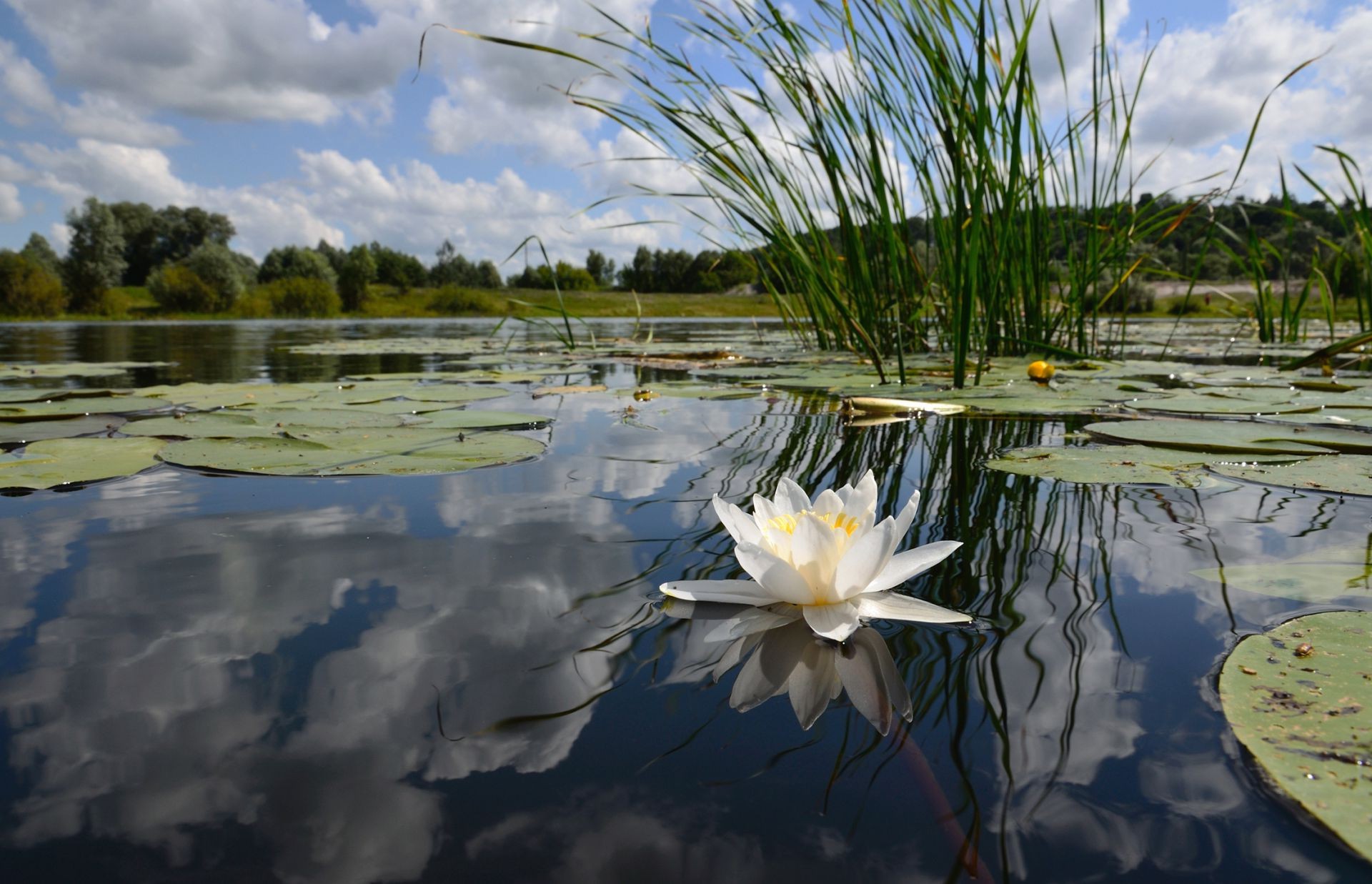 rivers ponds and streams pool lake water reflection nature flower lotus landscape lily leaf summer outdoors flora environment peace beautiful park