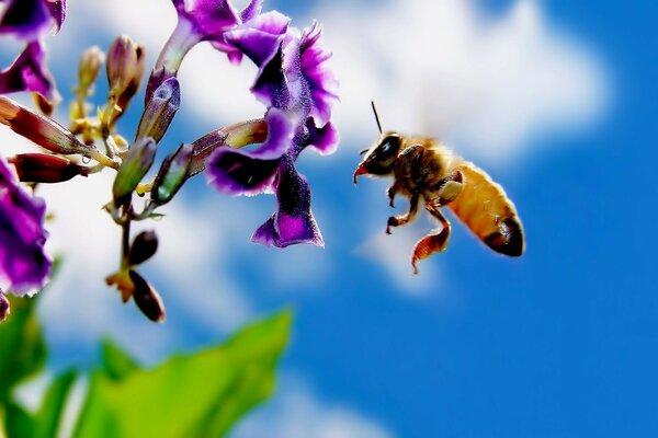 Extraction of nectar from bees in nature