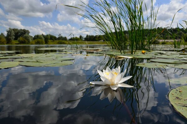 Weiße Blume auf der Wasseroberfläche