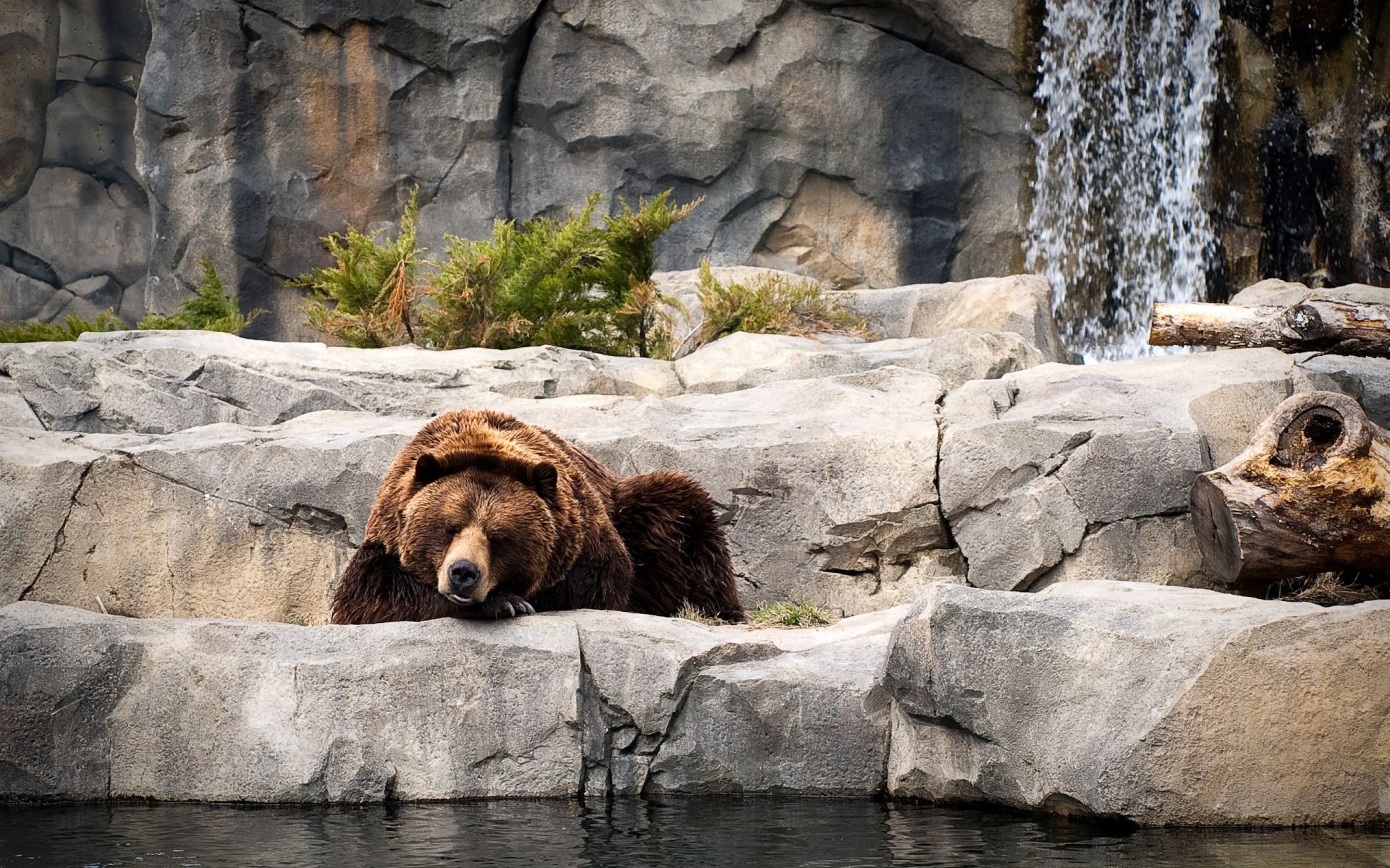 ours eau mammifère nature faune rock à l extérieur sauvage