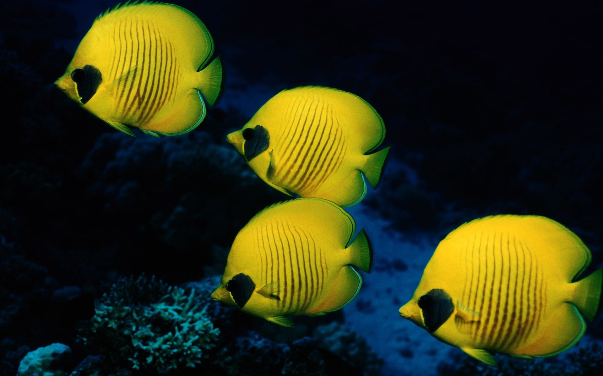 animales bajo el agua tropical vacaciones solo vacaciones agua naturaleza al aire libre color océano bola abigarrado natación dos