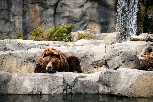 Der Bär lag so gut auf den Steinen und bewacht das Wasser von Chtoli