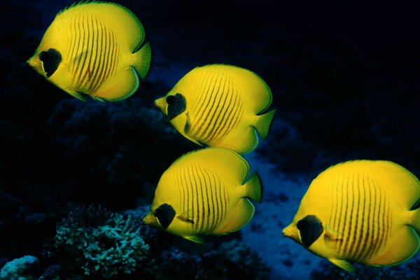 Poissons jaunes monde sous-marin