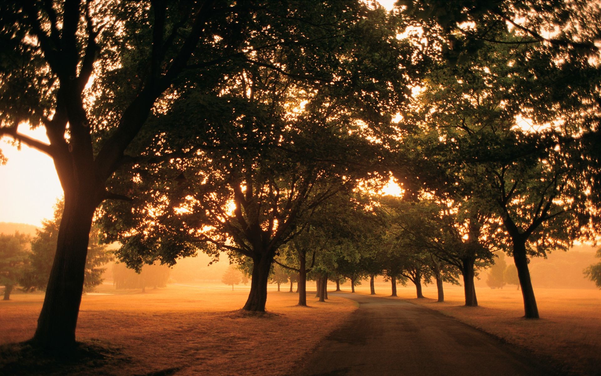 road tree dawn sun sunset landscape backlit evening nature fair weather outdoors fall light fog winter silhouette park