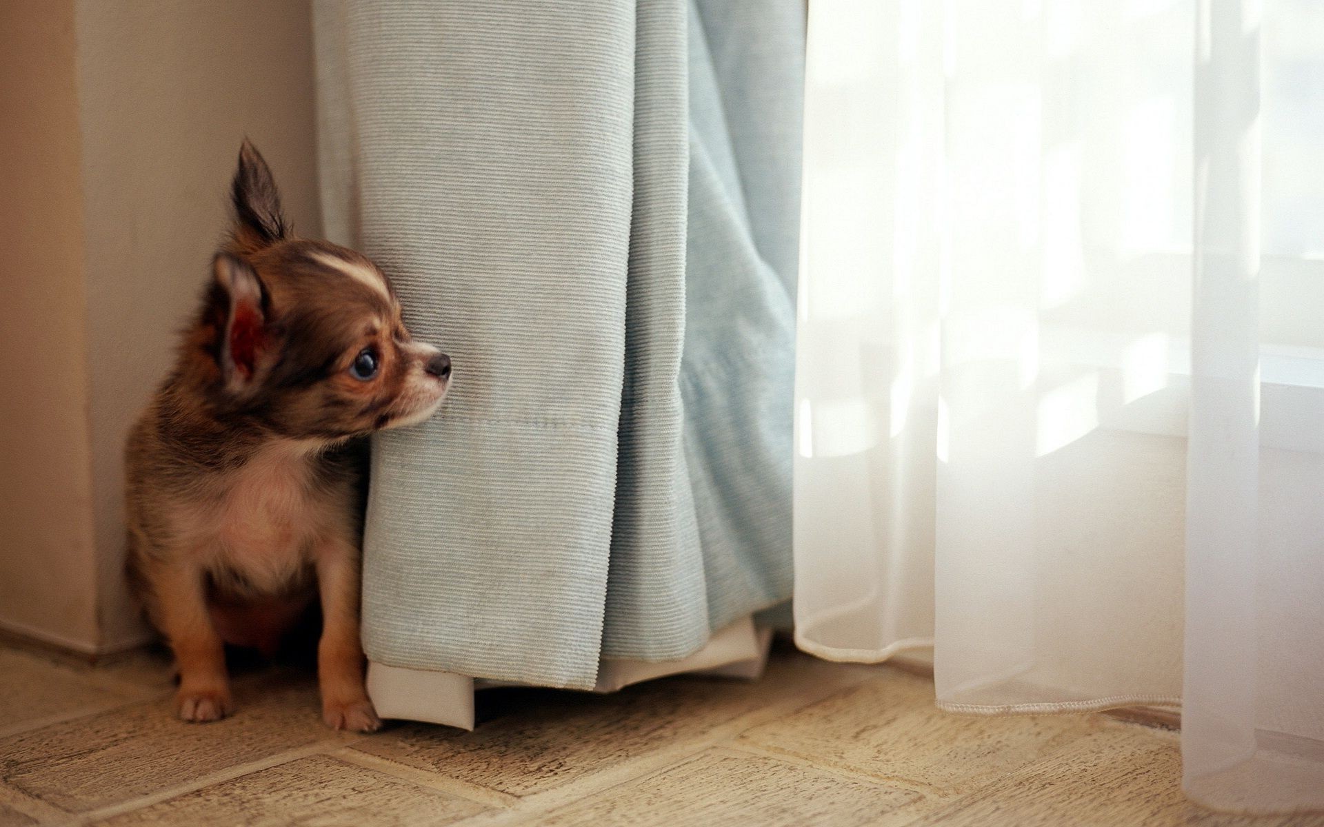 hund haustier hund drinnen inländische sitzen niedlich säugetier tier familie porträt zimmer lustig hundesprecher