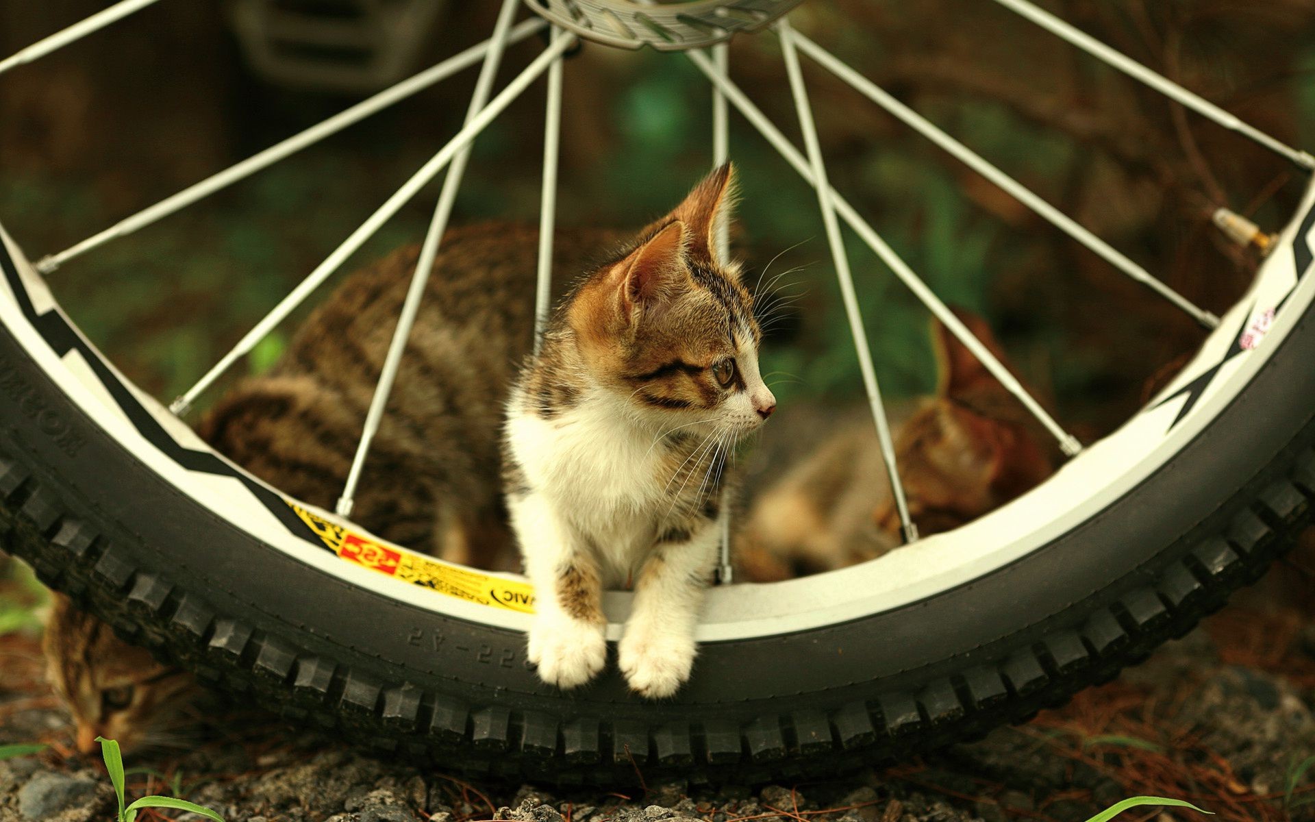 gatti carino piccolo gatto ritratto mammifero