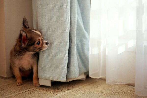 Lindo cachorro curioso y lindo