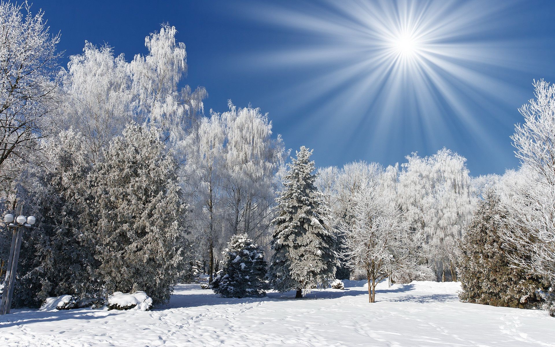 winter snow frost cold frozen ice weather season wood christmas tree fair weather snowstorm snow-white frosty landscape snowy bright