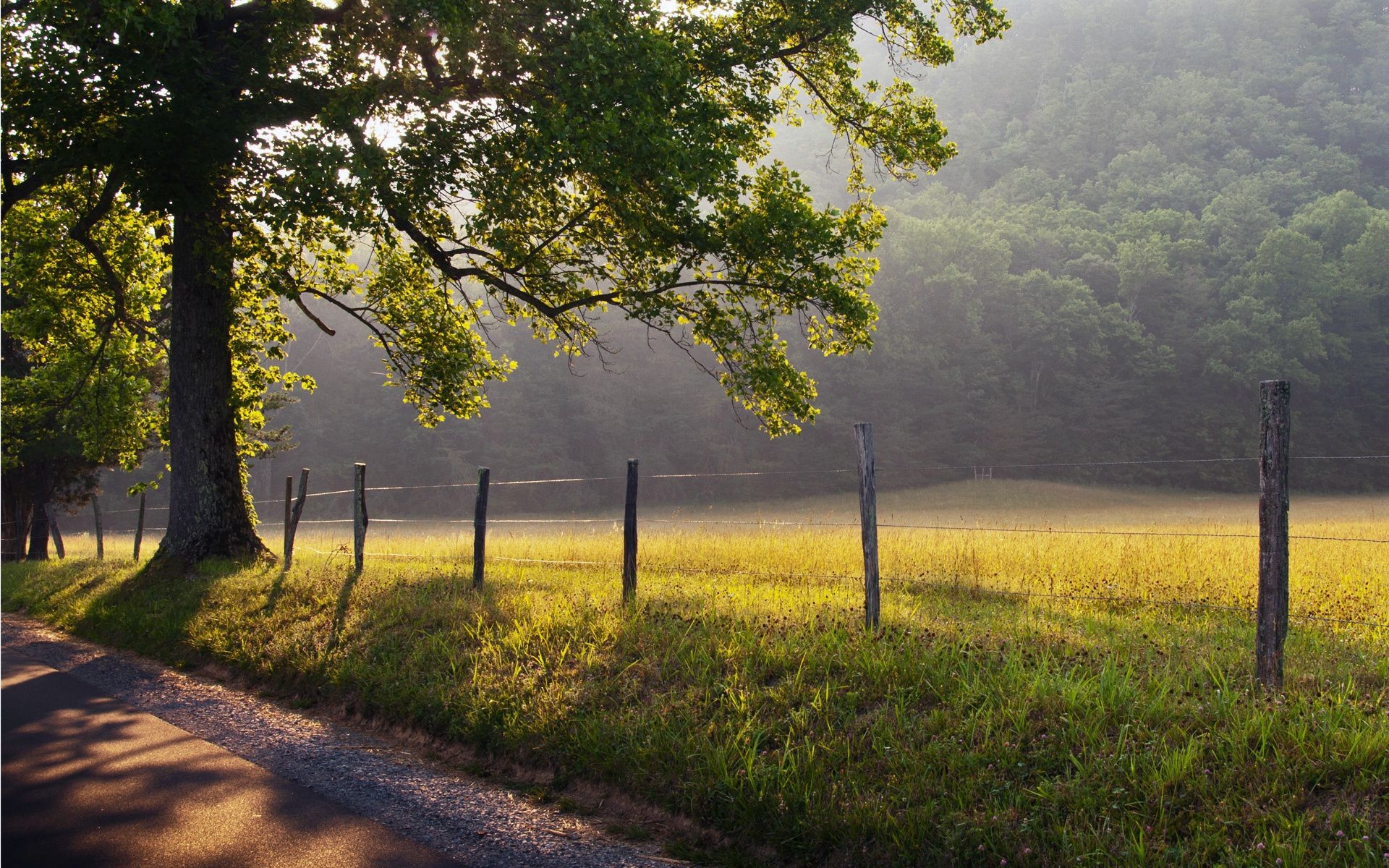 landscapes landscape tree nature wood scenic road fall dawn outdoors environment countryside grass leaf daylight fair weather sun guidance rural park