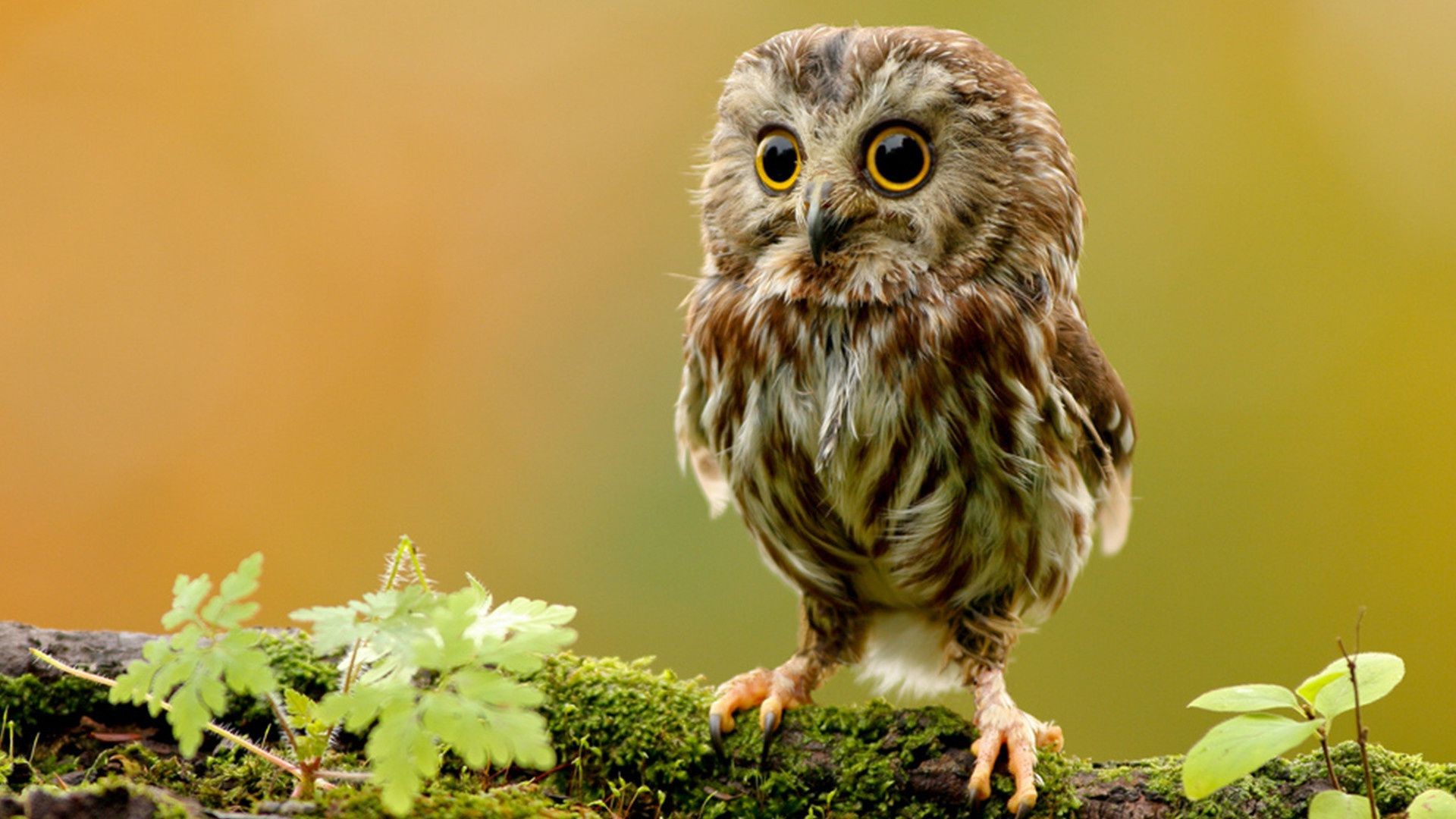 animales vida silvestre naturaleza pájaro animal salvaje búho al aire libre poco