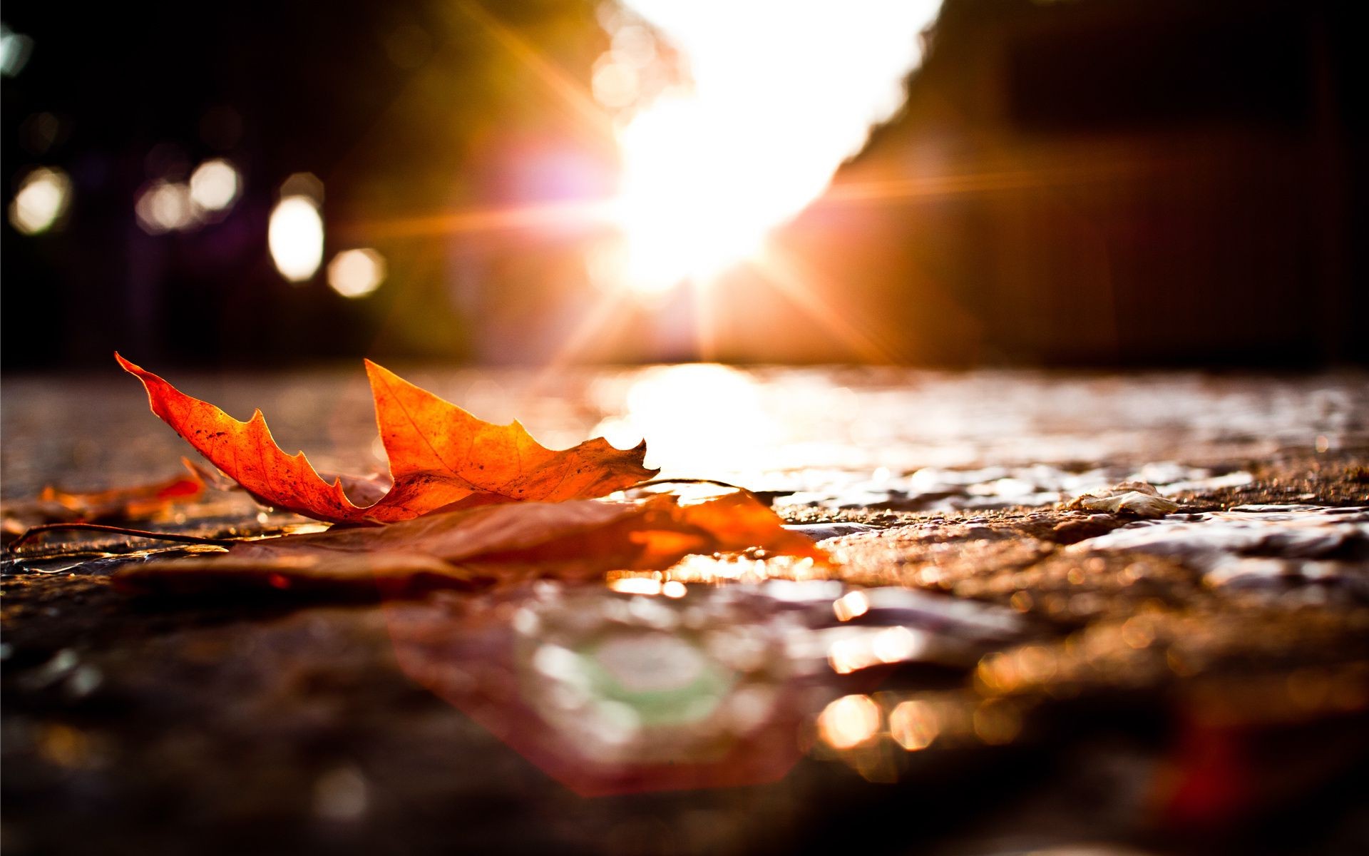 feuilles flamme flou chaud automne fumée coucher de soleil nature morte nourriture lumière nature soleil