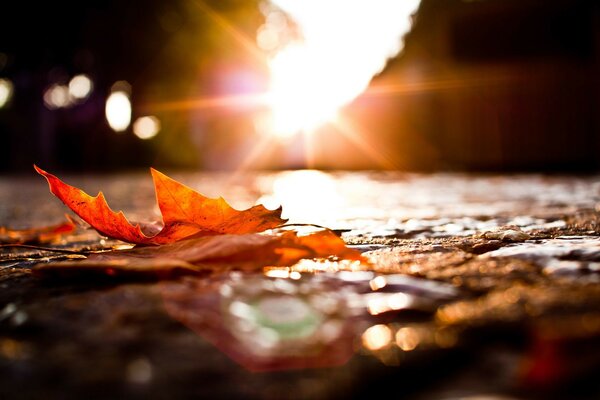 A blurred autumn leaf on the road