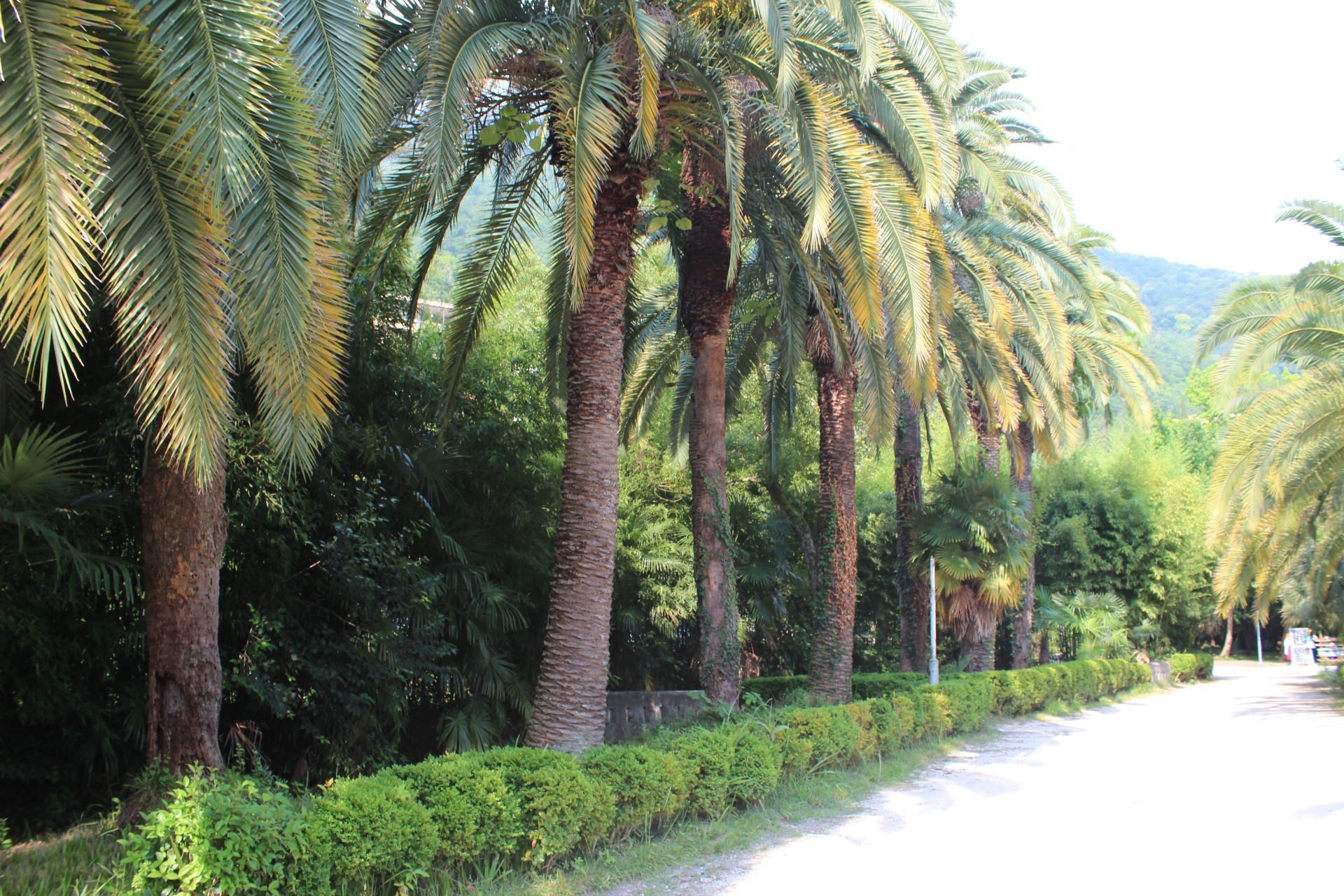 verano tropical árbol palma naturaleza viajes al aire libre madera vacaciones exótico buen tiempo flora hoja coco paisaje cielo sol