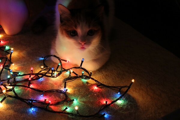 Neujahr Foto der Katze zu Weihnachten