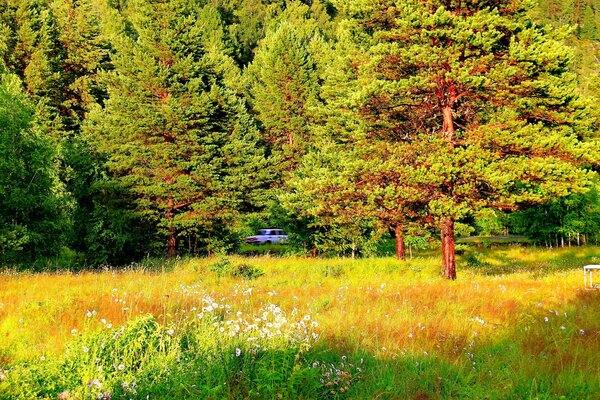 Montagne Altaï Peinture forêt.