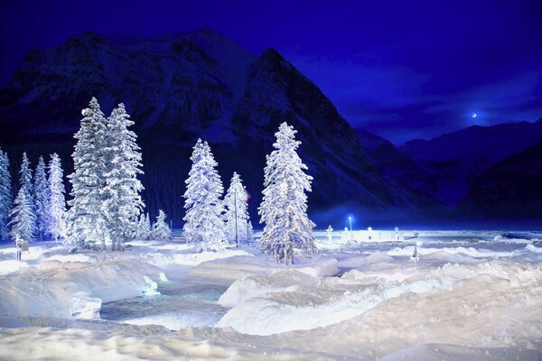 Árboles blancos cubiertos de nieve contra el cielo nocturno