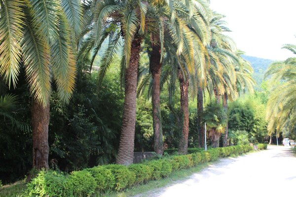 Tropical trees palm trees summer