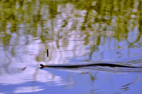 The snake is floating on the surface of the water