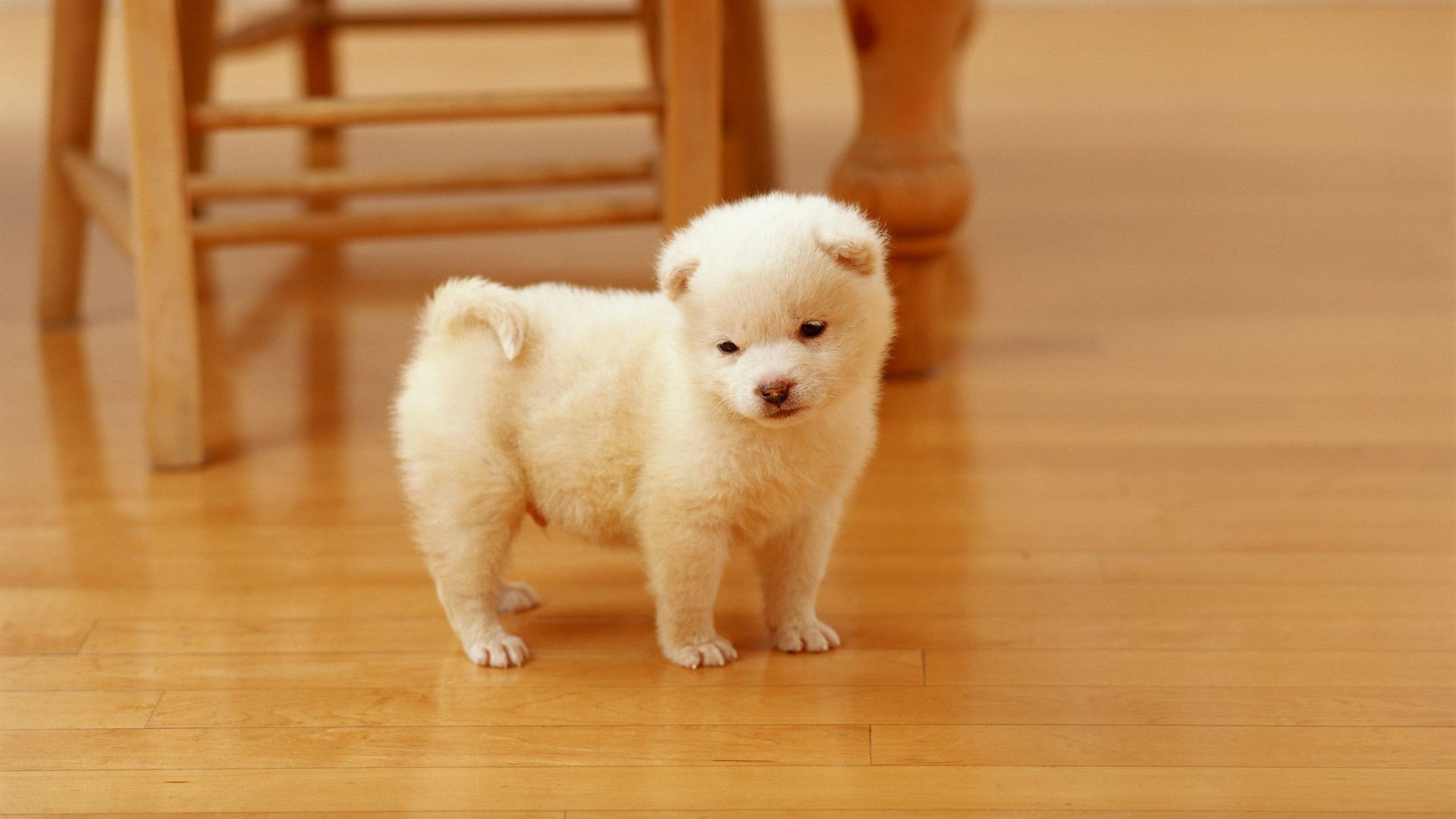 cães fofa cão mamífero criança retrato filhote de cachorro solteiro animal de estimação pequeno brinquedo cinegrafista