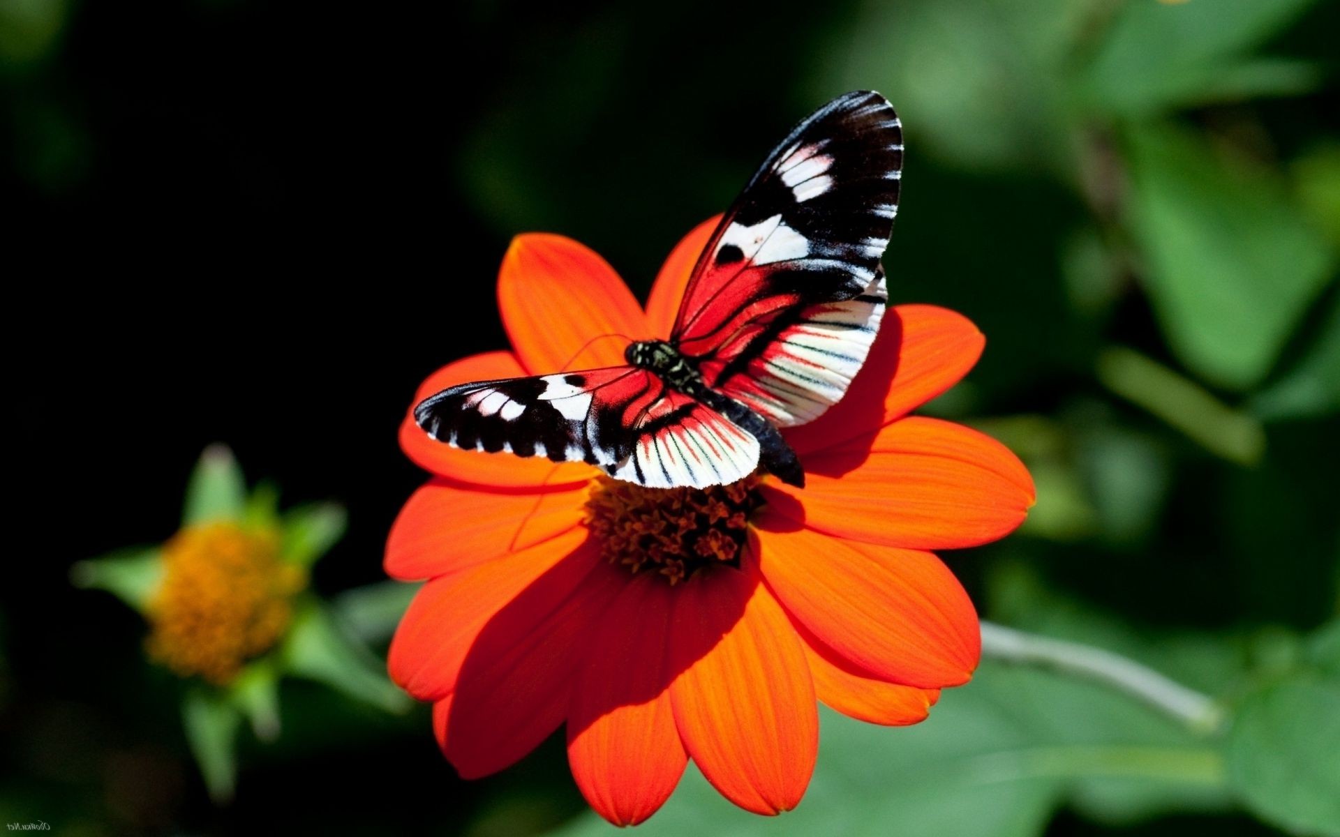 animais borboleta natureza inseto verão ao ar livre flor delicado jardim folha brilhante asa flora cor vida selvagem monarca lepidoptera