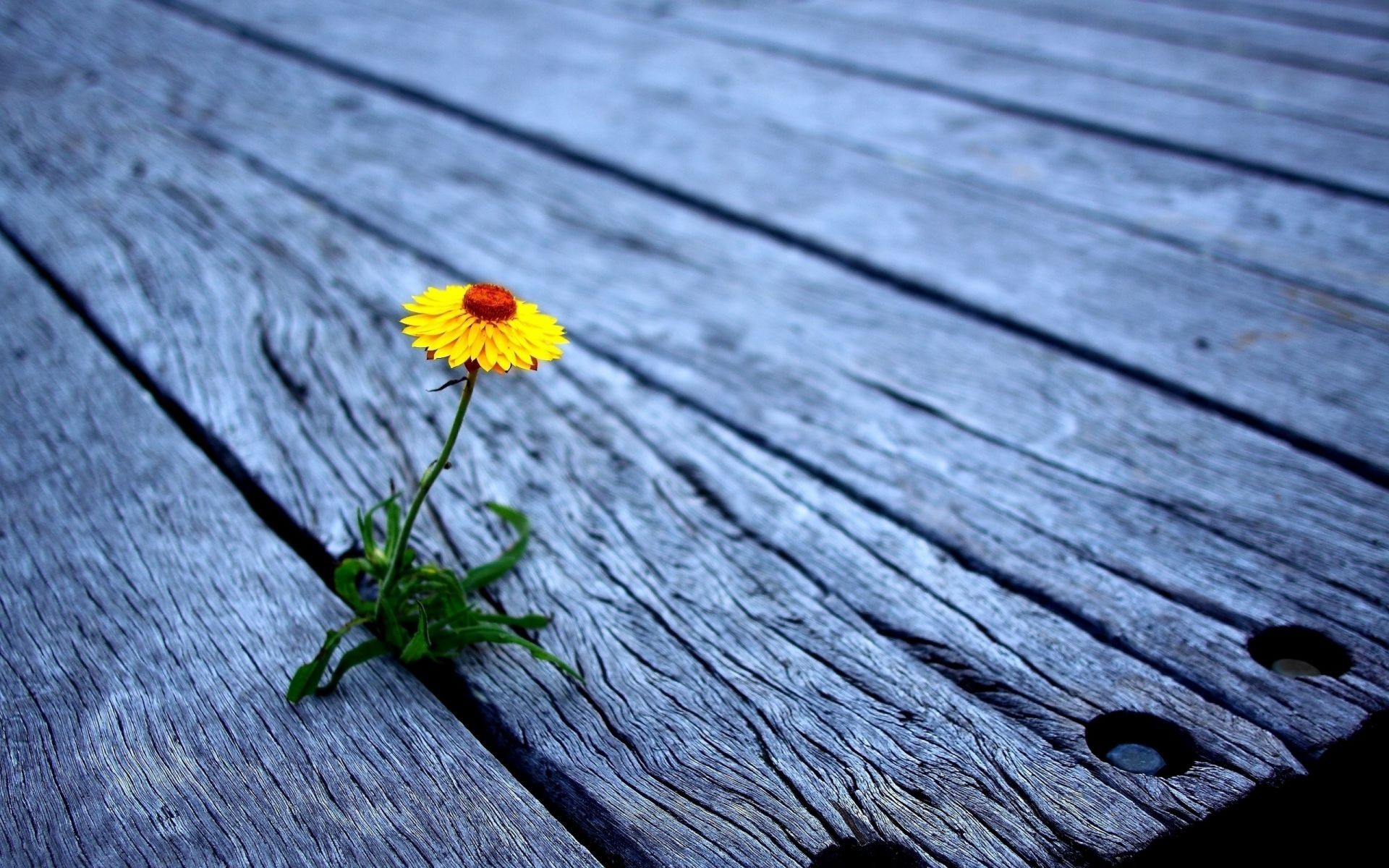 sahne ahşap doğa çiçek ahşap yaz masaüstü flora renk yakın çekim doku yaprak