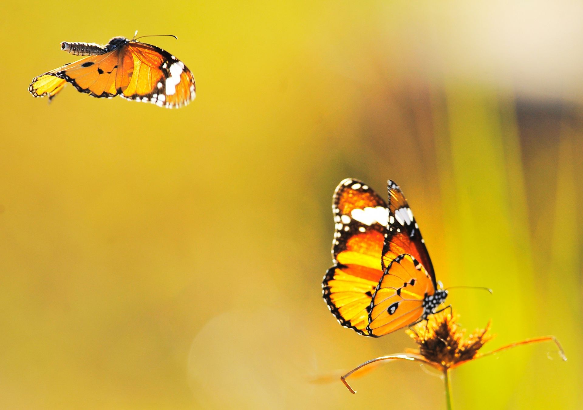 animais inseto borboleta natureza vida selvagem verão animal voar invertebrados ao ar livre antena flor pequeno brilhante biologia