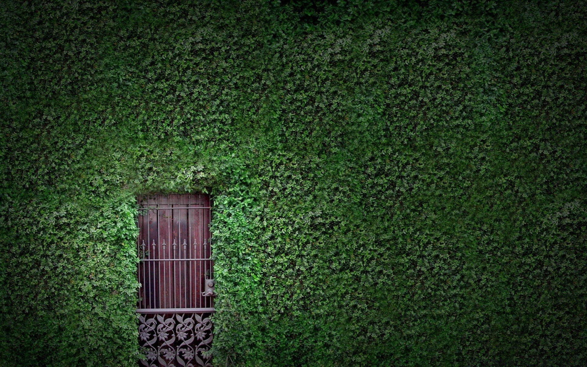 maison et intérieur bureau ivy texture mur bois vieux modèle construction architecture fond maison jardin conception feuille papier peint couleur rugueux