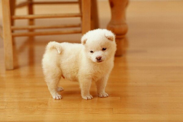 Lindo pequeño cachorro blanco