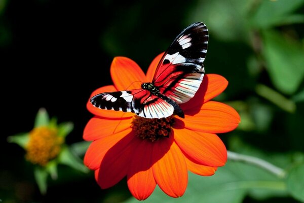 Bella farfalla su un fiore arancione