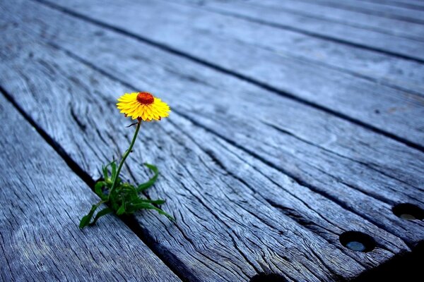 Die gelbe Blume wächst aus Holz